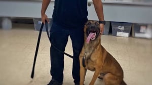 Illustration : "Un Malinois de la police survit à des blessures par balles infligées par un cambrioleur qu'un 2e chien policier parvient à appréhender"