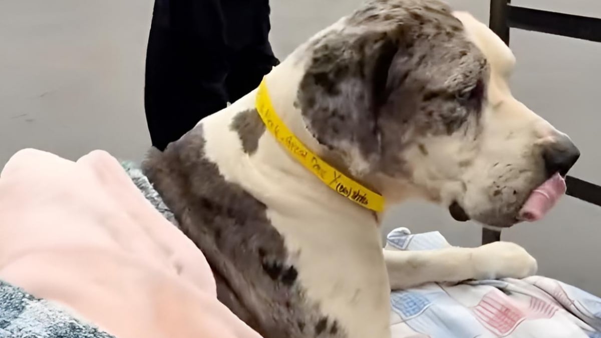 Illustration : "Arrivé dans sa nouvelle famille sur une civière, ce Dogue Allemand incapable de se lever après un accident échappe à l'euthanasie et réapprend à marcher"