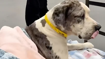 Illustration : Arriv&eacute; dans sa nouvelle famille sur une civi&egrave;re, ce Dogue Allemand incapable de se lever apr&egrave;s un accident &eacute;chappe &agrave; l'euthanasie et r&eacute;apprend &agrave; marcher