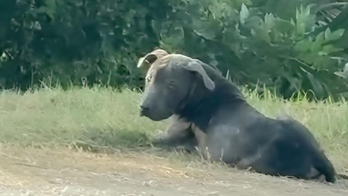 Illustration : "Atteint de la gale, ce chien abandonné sur un terrain vague accueille sa sauveuse avec joie et reçoit enfin des soins appropriés (vidéo)"