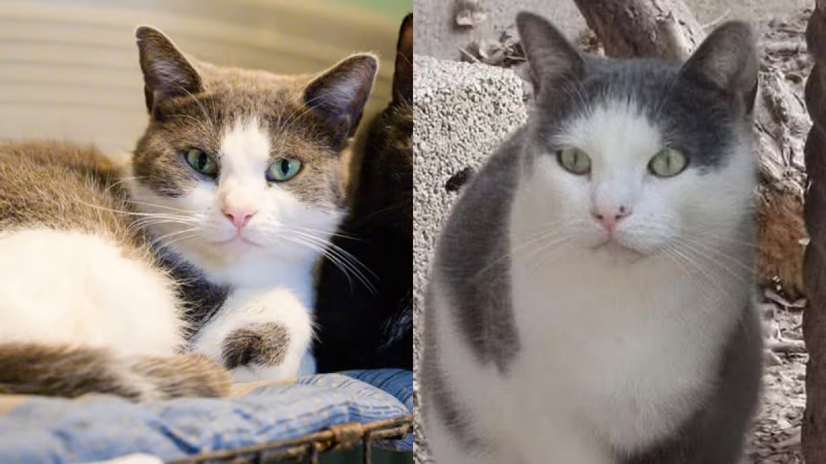 Illustration : "2 chats de 3 ans et demi, attendent dans un refuge des Alpes-de-Haute-Provence depuis plus de 2 ans"