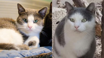 Illustration : 2 chats de 3 ans et demi, attendent dans un refuge des Alpes-de-Haute-Provence depuis plus de 2 ans