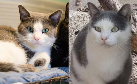 2 chats de 3 ans et demi, attendent dans un refuge des Alpes-de-Haute-Provence depuis plus de 2 ans