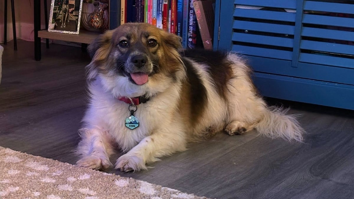 Illustration : "Une chienne portée disparue pendant 23 jours est retrouvée en pleine nuit grâce à la mobilisation de toute une communauté"