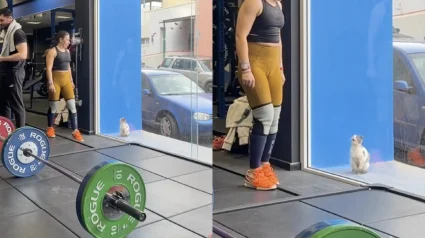 Illustration : Touch&eacute;e par une chatte malade qui l'observe derri&egrave;re la vitre de la salle de sport, une femme la recueille en esp&eacute;rant lui trouver un adoptant