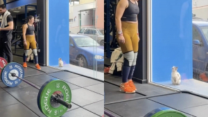 Illustration : Touchée par une chatte malade qui l'observe derrière la vitre de la salle de sport, une femme la recueille en espérant lui trouver un adoptant