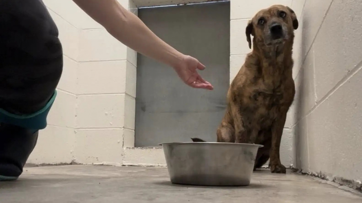 Illustration : "Criblée de plombs et incapable de faire confiance, cette chienne se métamorphose grâce à une bénévole avant de trouver sa famille"