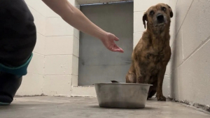 Illustration : Criblée de plombs et incapable de faire confiance, cette chienne se métamorphose grâce à une bénévole avant de trouver sa famille