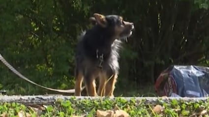 Illustration : Envoy&eacute; chercher un v&ecirc;tement pour sa m&egrave;re, un gar&ccedil;on de 10 ans rep&egrave;re un incendie et sauve le chien de sa famille