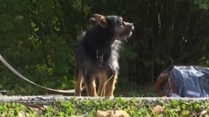 Illustration : "Envoyé chercher un vêtement pour sa mère, un garçon de 10 ans repère un incendie et sauve le chien de sa famille"