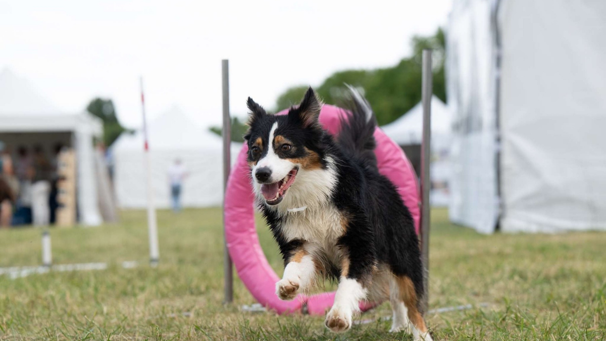 Illustration : "Les 29, 30 et 31 mai 2026, renforcez la complicité avec votre chien et découvrez de nombreuses activités canines lors de Canidays avec Hill’s"