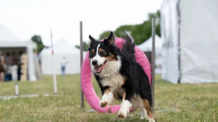 Illustration : Les 29, 30 et 31 mai 2026, renforcez la complicit&eacute; avec votre chien et d&eacute;couvrez de nombreuses activit&eacute;s canines lors de Canidays avec Hill&rsquo;s