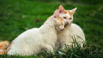 Illustration : Une femme pense retrouver son chat disparu, mais accueille sans le savoir un parfait sosie et d&eacute;cide d'en prendre soin