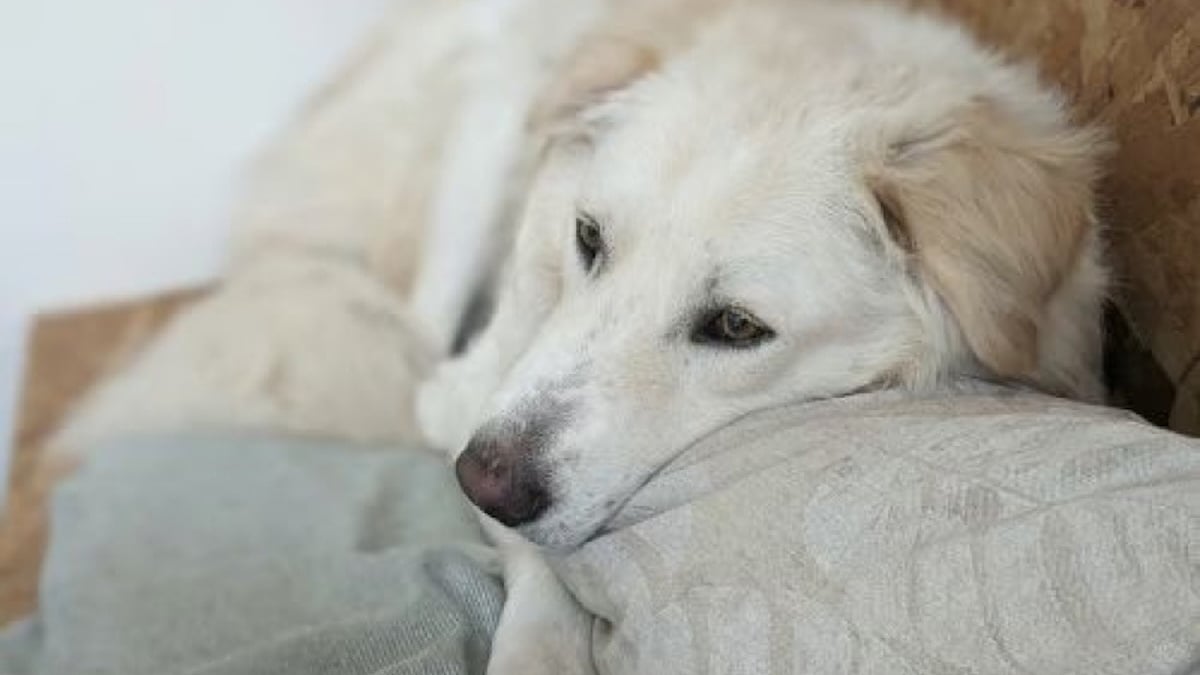 Illustration : "6 annonces d'adoption de chiens adultes qui cherchent une famille pour la vie"