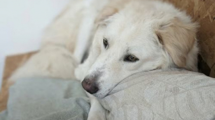 Illustration : 6 annonces d'adoption de chiens adultes qui cherchent une famille pour la vie