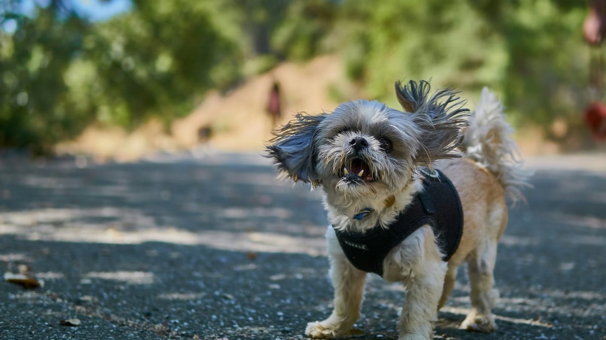 Illustration : "Pourquoi votre chien se secoue-t-il alors qu'il n'est pas mouillé ?"