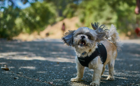 Pourquoi votre chien se secoue-t-il alors qu'il n'est pas mouillé ?