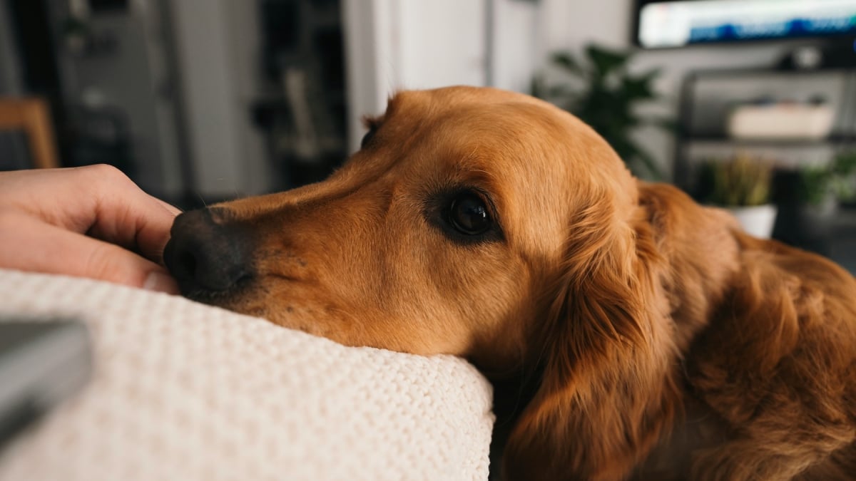 Illustration : "Les chiens peuvent-ils réellement détecter des maladies chez l'humain ?"
