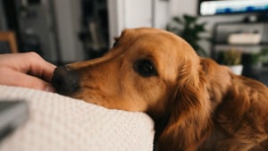 Illustration : Les chiens peuvent-ils r&eacute;ellement d&eacute;tecter des maladies chez l'humain ?