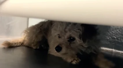 Illustration : Sauv&eacute;e pr&egrave;s d&rsquo;une route tr&egrave;s fr&eacute;quent&eacute;e, cette chienne terrifi&eacute;e par le refuge trouve rapidement l'amour d'une famille (vid&eacute;o)