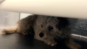 Illustration : Sauvée près d’une route très fréquentée, cette chienne terrifiée par le refuge trouve rapidement l'amour d'une famille (vidéo)