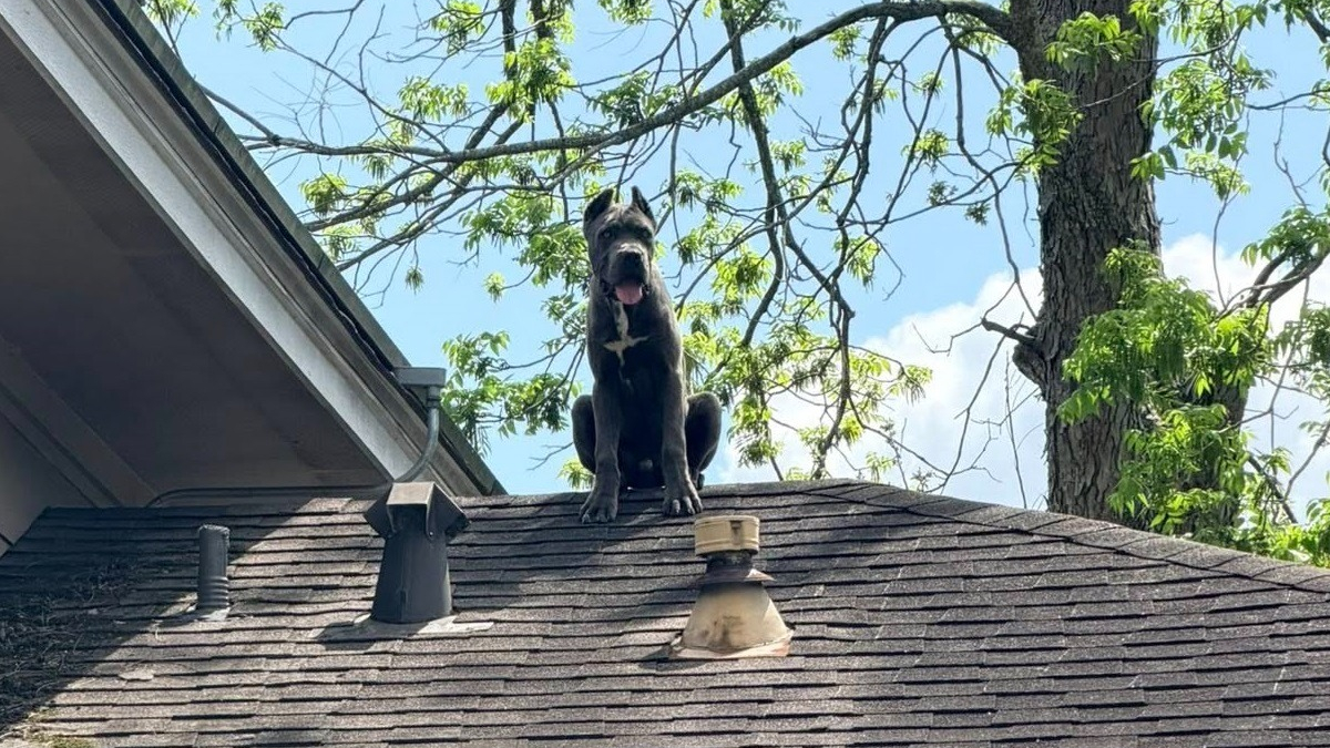 Illustration : "Alertés pour un Cane Corso bloqué sur un toit, les pompiers découvrent qu’il s’agit simplement de son observatoire préféré "