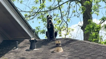 Illustration : Alert&eacute;s pour un Cane Corso bloqu&eacute; sur un toit, les pompiers d&eacute;couvrent qu&rsquo;il s&rsquo;agit simplement de son observatoire pr&eacute;f&eacute;r&eacute; 