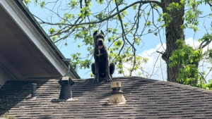 Illustration : Alertés pour un Cane Corso bloqué sur un toit, les pompiers découvrent qu’il s’agit simplement de son observatoire préféré 