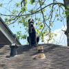Illustration : Alert&eacute;s pour un Cane Corso bloqu&eacute; sur un toit, les pompiers d&eacute;couvrent qu&rsquo;il s&rsquo;agit simplement de son observatoire pr&eacute;f&eacute;r&eacute; 