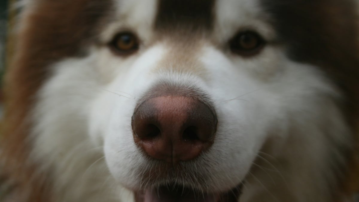 Illustration : "Dépigmentation : pourquoi la truffe de votre chien perd-elle sa couleur noire en hiver ?"