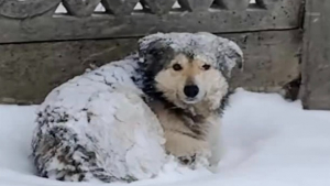 Illustration : &laquo; Il aurait gel&eacute; &raquo;, un chien ignor&eacute; en plein blizzard par les habitants de son quartier est secouru in extremis puis adopt&eacute; (vid&eacute;o)