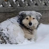 Illustration : &laquo; Il aurait gel&eacute; &raquo;, un chien ignor&eacute; en plein blizzard par les habitants de son quartier est secouru in extremis puis adopt&eacute; (vid&eacute;o)