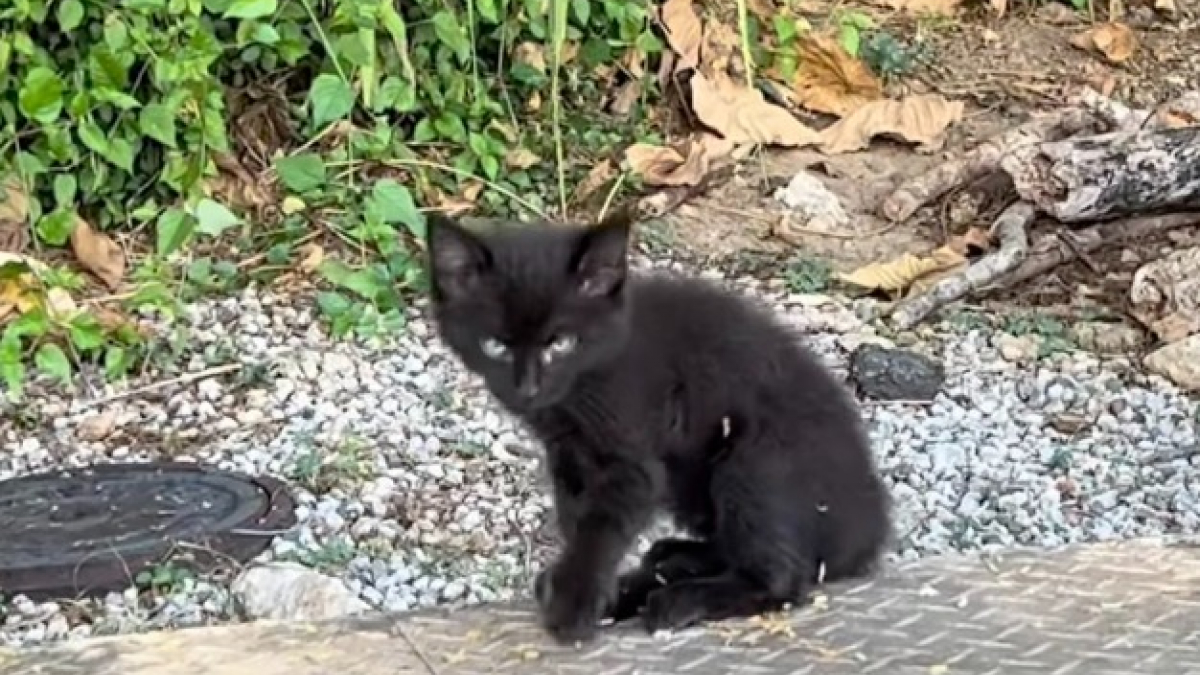 Illustration : "Une randonneuse trouve un chaton abandonné et le transporte dans la gamelle de son Labrador qui devient son meilleur ami (vidéo)"