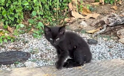 Une randonneuse trouve un chaton abandonné et le transporte dans la gamelle de son Labrador qui devient son meilleur ami (vidéo)