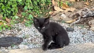 Illustration : Une randonneuse trouve un chaton abandonn&eacute; et le transporte dans la gamelle de son Labrador qui devient son meilleur ami (vid&eacute;o)