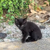 Illustration : Une randonneuse trouve un chaton abandonn&eacute; et le transporte dans la gamelle de son Labrador qui devient son meilleur ami (vid&eacute;o)