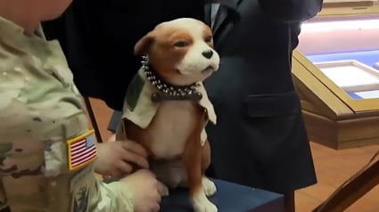 Illustration : Premier chien de l'arm&eacute;e am&eacute;ricaine et h&eacute;ros de la Premi&egrave;re Guerre mondiale, Stubby est honor&eacute; par un mus&eacute;e 100 ans apr&egrave;s sa disparition