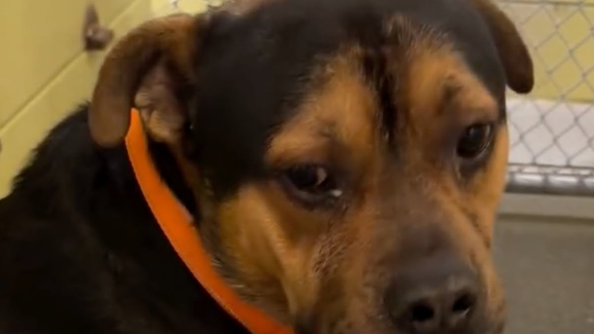 Illustration : "Un chien effrayé par la vie au refuge surmonte ses angoisses et apprend qu’il va enfin être adopté (vidéo)"