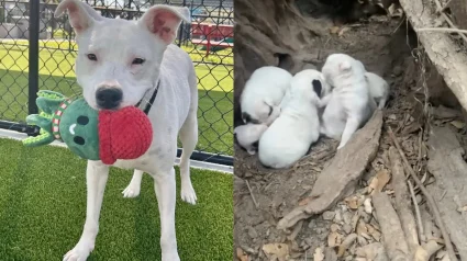 Illustration : Sauv&eacute;e avec ses 7 chiots qu'elle prot&eacute;geait dans un tronc d'arbre, cette chienne trouve le foyer id&eacute;al