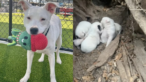 Illustration : Sauvée avec ses 7 chiots qu'elle protégeait dans un tronc d'arbre, cette chienne trouve le foyer idéal