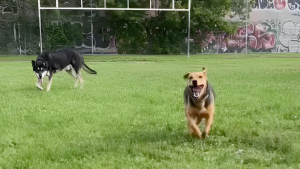 Illustration : 2 frères en vacances s'attachent à une chienne abandonnée et lui offrent une nouvelle vie pleine d'amour (vidéo)