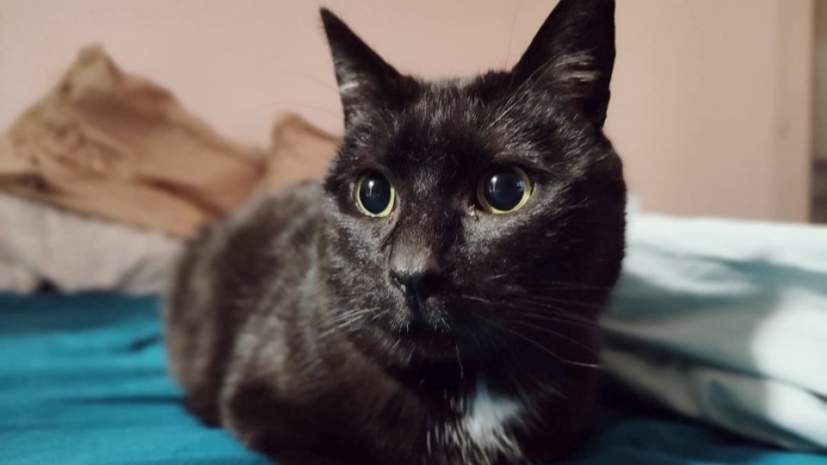 Illustration : "Atteint du sida du chat, ce félin noir qui n’a connu que la rue cherche une famille aimante et attentionnée "