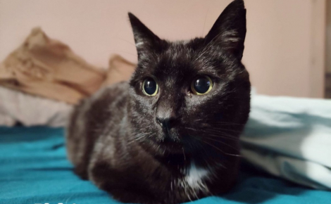 Atteint du sida du chat, ce félin noir qui n’a connu que la rue cherche une famille aimante et attentionnée 