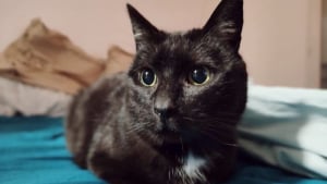 Illustration : Atteint du sida du chat, ce félin noir qui n’a connu que la rue cherche une famille aimante et attentionnée 