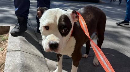 Illustration : Abandonn&eacute;e pendant 2 jours dans une chambre d&rsquo;h&ocirc;tel, cette chienne atteinte de plusieurs tumeurs cherche une &laquo; famille aimante &raquo;