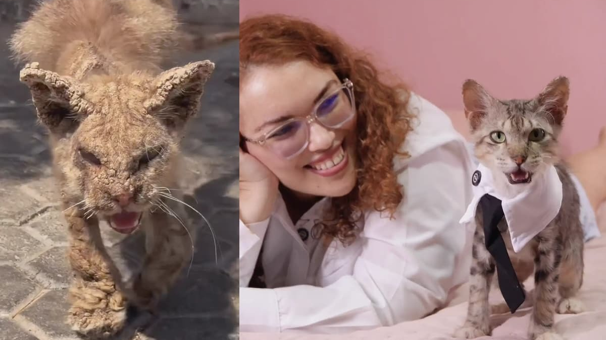 Illustration : "En sauvant un chat des rues couvert de croûtes, une femme trouve la force de se reconstruire après une dépression"