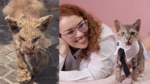 Illustration : En sauvant un chat des rues couvert de croûtes, une femme trouve la force de se reconstruire après une dépression