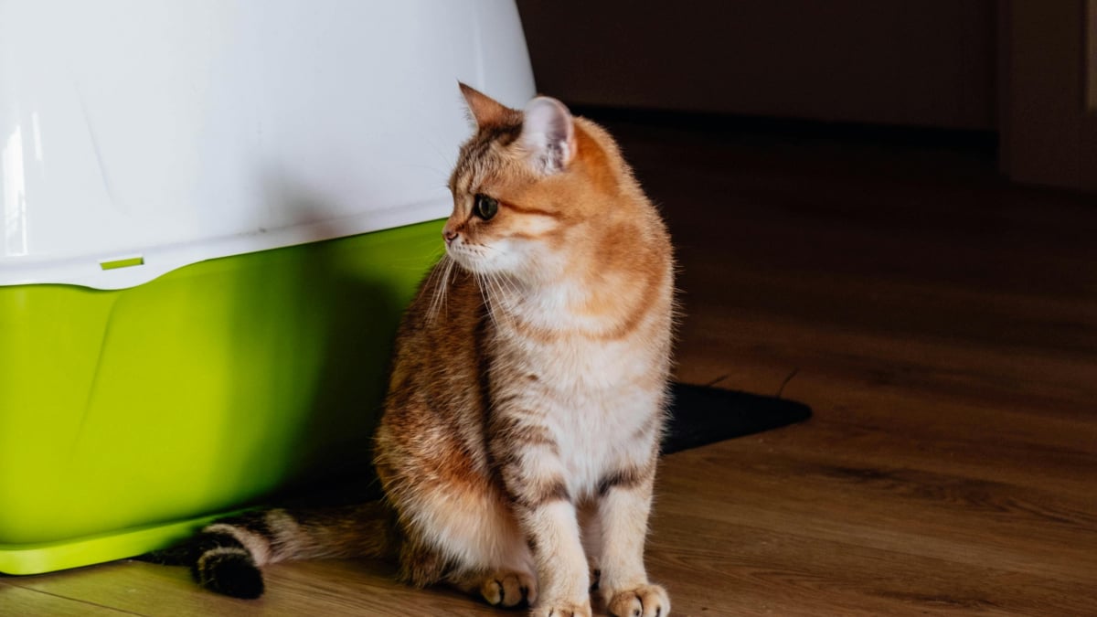 Illustration : "7 conseils pour garder la litière de votre chat propre"