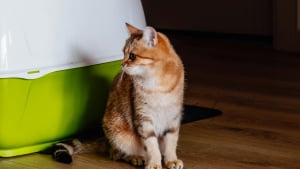 Illustration : "7 conseils pour garder la litière de votre chat propre"