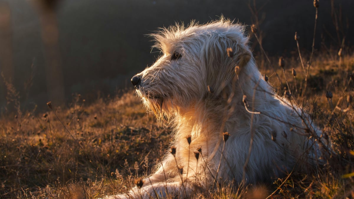 Illustration : "8 races de chiens à poil dur au look impossible à ignorer"